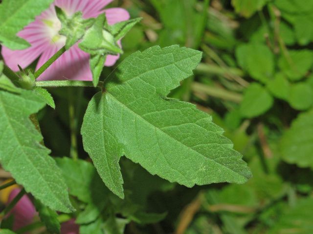 Malva punctata (=Lavatera punctata) / Malvone punteggiato